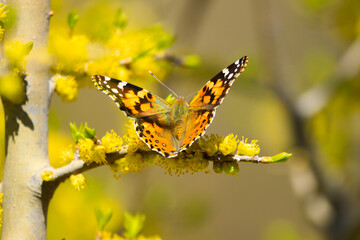 butterfly on yellow flower