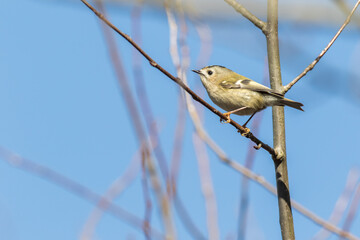 Goldcrest (Regulus regulus)