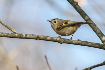 Goldcrest (Regulus regulus)