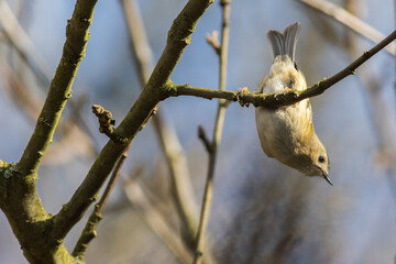 Goldcrest (Regulus regulus)