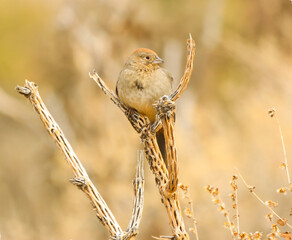 canyon towhee on a cactus