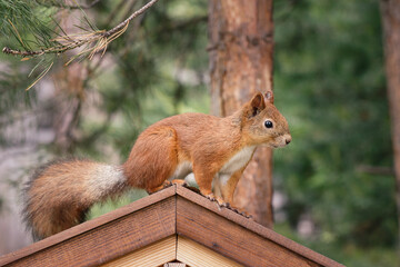 Little red squirrel on the roof of a wooden feeder.