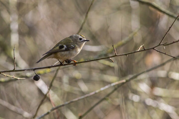 Goldcrest (Regulus regulus)