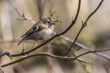 Goldcrest (Regulus regulus)