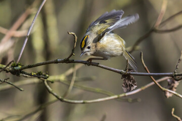 Goldcrest (Regulus regulus)