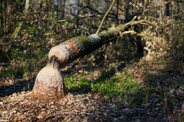 Tree damaged by beavers. Activity of beavers in forest.