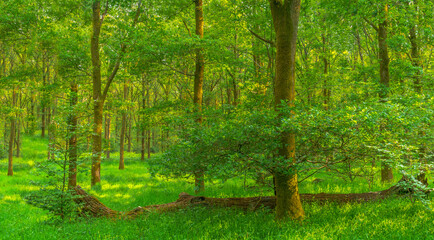 Fototapeta na wymiar Green forest in the morning