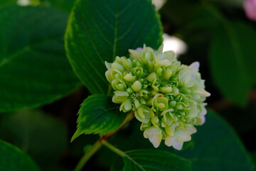 White Hydrangea flower bud almost ready to bloom