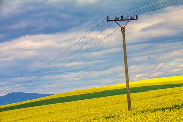 Landscape with fields of oilseed rape, power line pylon on foreground.