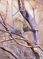 mourning dove in a tree