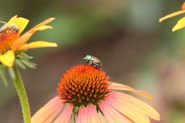 beetle on a flower