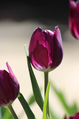 purple tulips on a black background