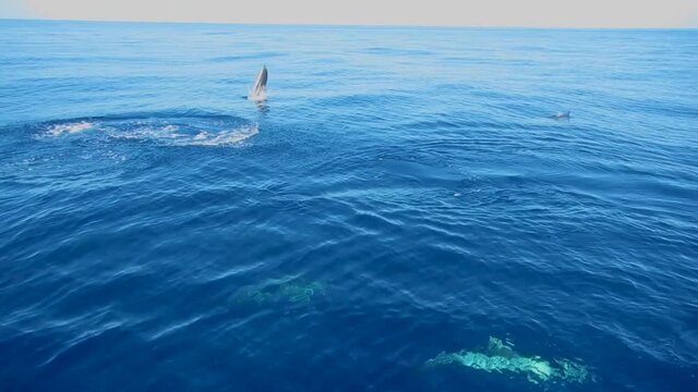 dolphin jumping in the sea