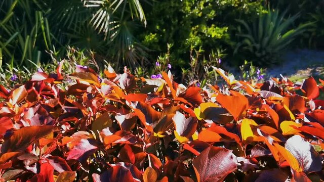 Acalypha wilkesiana. Copper Leaf foliage. Copperleafs.