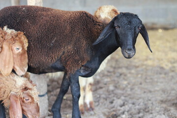 Sheep for the Feast of Sacrifice. (Kurban Bayrami)sacrifice holiday. Turkey.