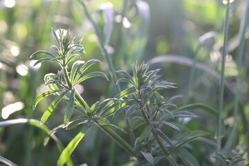 Obraz na płótnie Canvas Green burdock herb or galium aparine - plant family gentianales