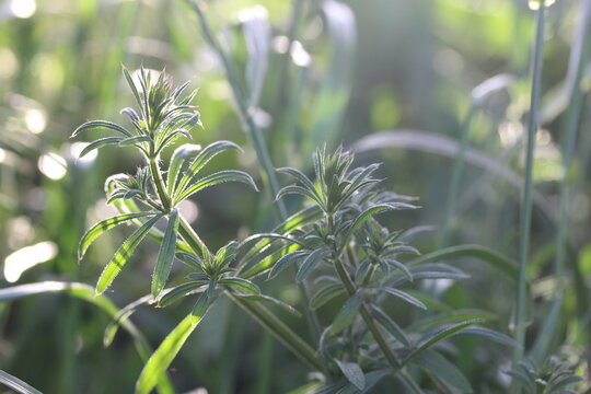 Green burdock herb or galium aparine - plant family gentianales