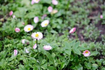 bright blooming daisies on a green background