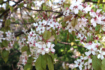 The background of cherry blossoms mixed with green leaves.
