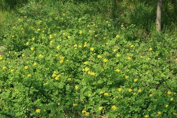 Blooming little meadow Yellow flowers.
