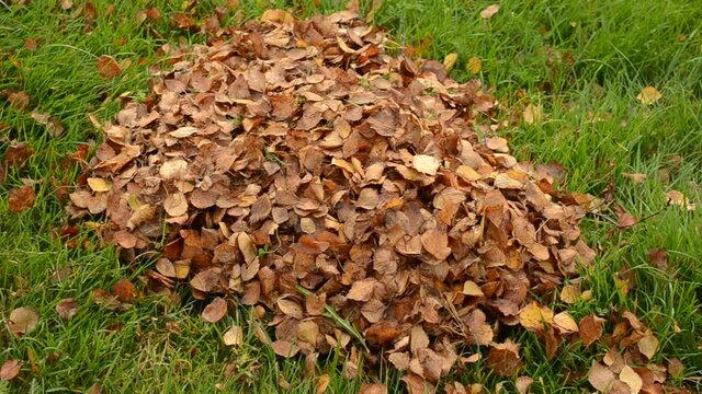 man raking autumn leaf into a pile