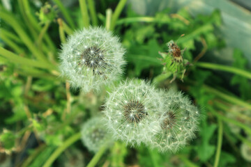 The vividness of a close-up dandelion.
