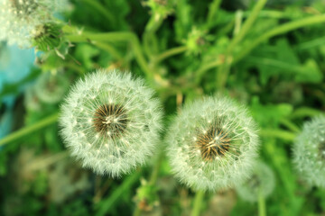 A dandelion in which seeds are clearly visible.
