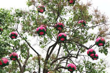 Pink lanterns hanging from trees.
