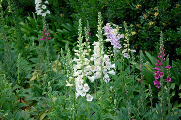 Obraz premium wild flowers in the garden