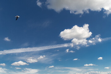 eine kleine Möwe fliegt den Wolken entgegen