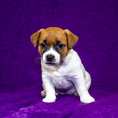 two jack russell terrier playin on a purple glamorous background