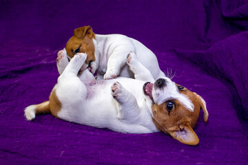 two jack russell terrier playin on a purple glamorous background