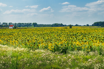 Summer panoramic view of yellow sunflower agricultural field, green grass meadow in foreground, house with red roof and trees on horizon under blue sky. Agriculture and farmland landscape in Ukraine
