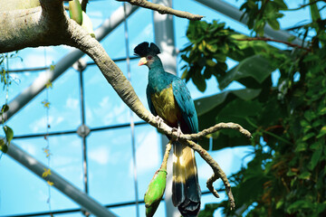 Colorful beautiful bird with a tuft sitting on a branch