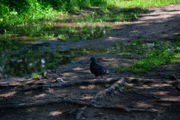 pigeon on the ground