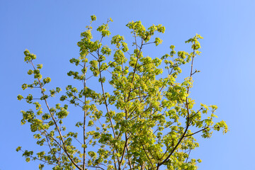 Flowering maple tree.
