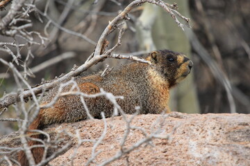 marmot on a rock