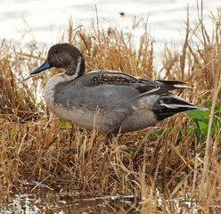 duck in the grass