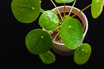 Chinese money plant (pilea peperomioides) with attractive round leaves in low key. Beautiful houseplant on a dark background.