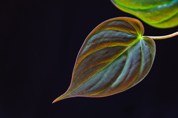 Close-up on a single leaf of philodendron scandens micans on a dark background. Beautiful tropical...