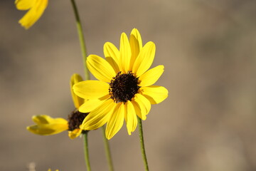 sun flowers in the evening light