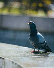 Pigeon Sitting on the Stone in a Park