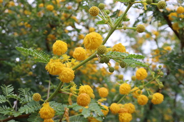 yellow flowers