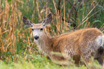Cute Doe Mule Deer
