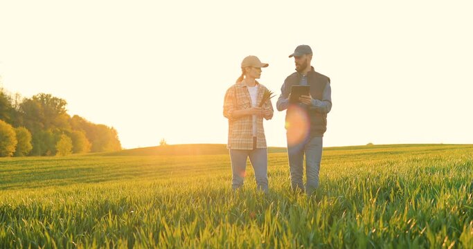 Caucasian woman and man in hats walking in field and talking about harvest. Male showing to female something on tablet device. Couple of farmers examining green plants of wheat in sunlight.