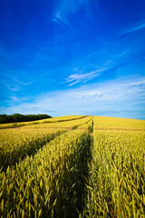 Tracks in wheat field