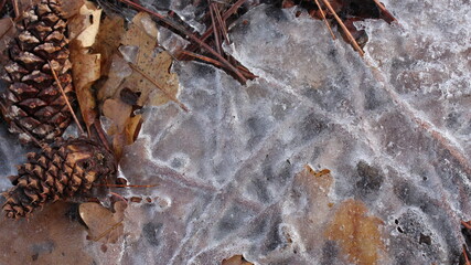 autumn leaves in the snow