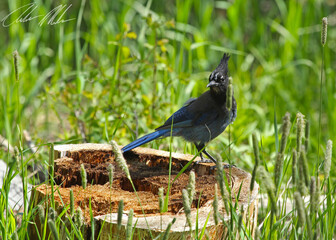 stellers jay sitting on stump