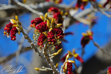 red flowers on the tree