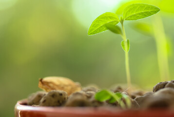 A young plant grows out of the ground: seedlings in spring, new life.